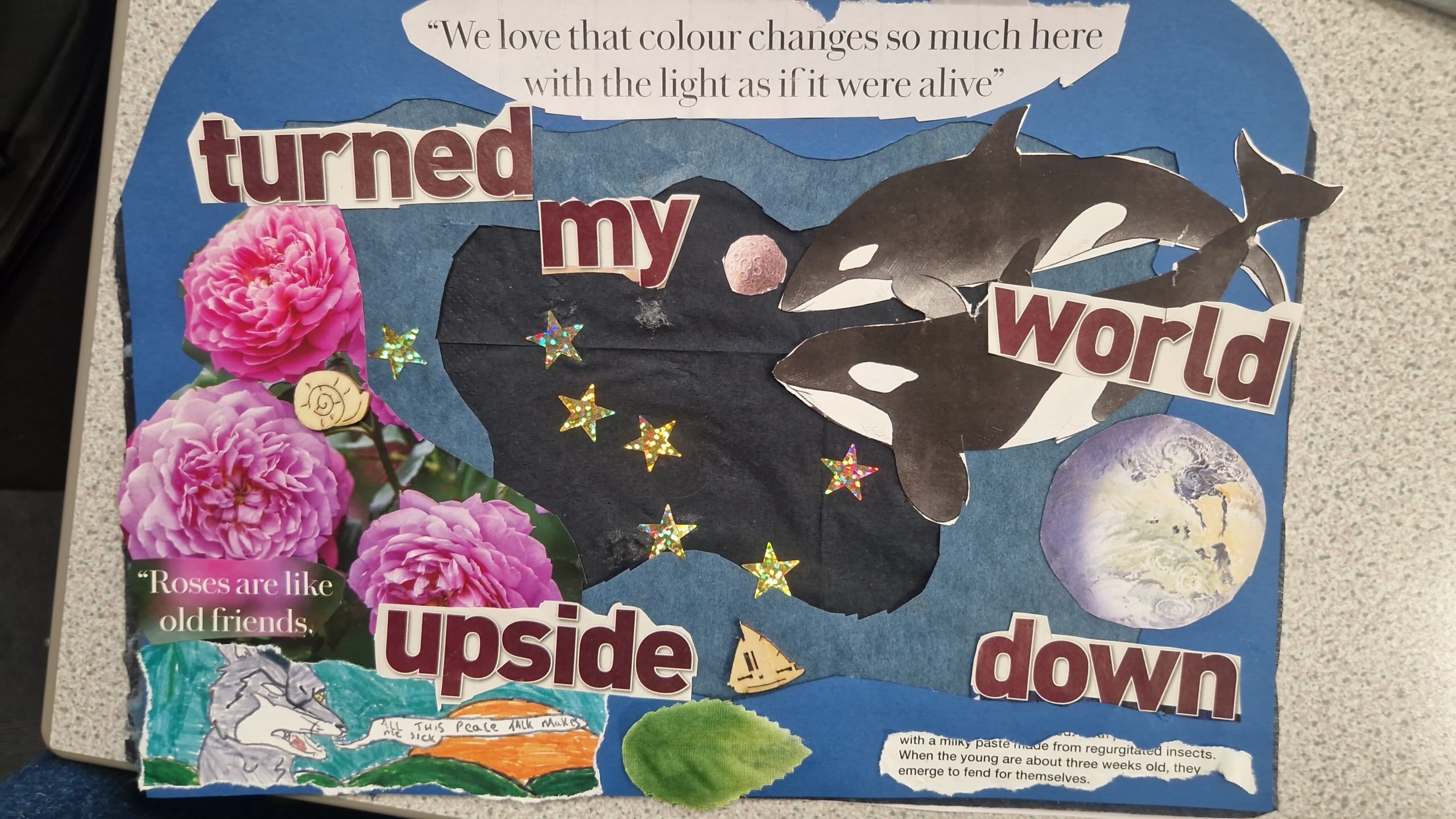 Collage showing words 'turned my world upside down' and main picture killer whale
